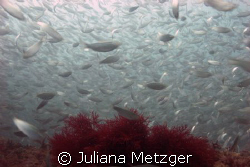 So many fish. Could barely see.  by Juliana Metzger 